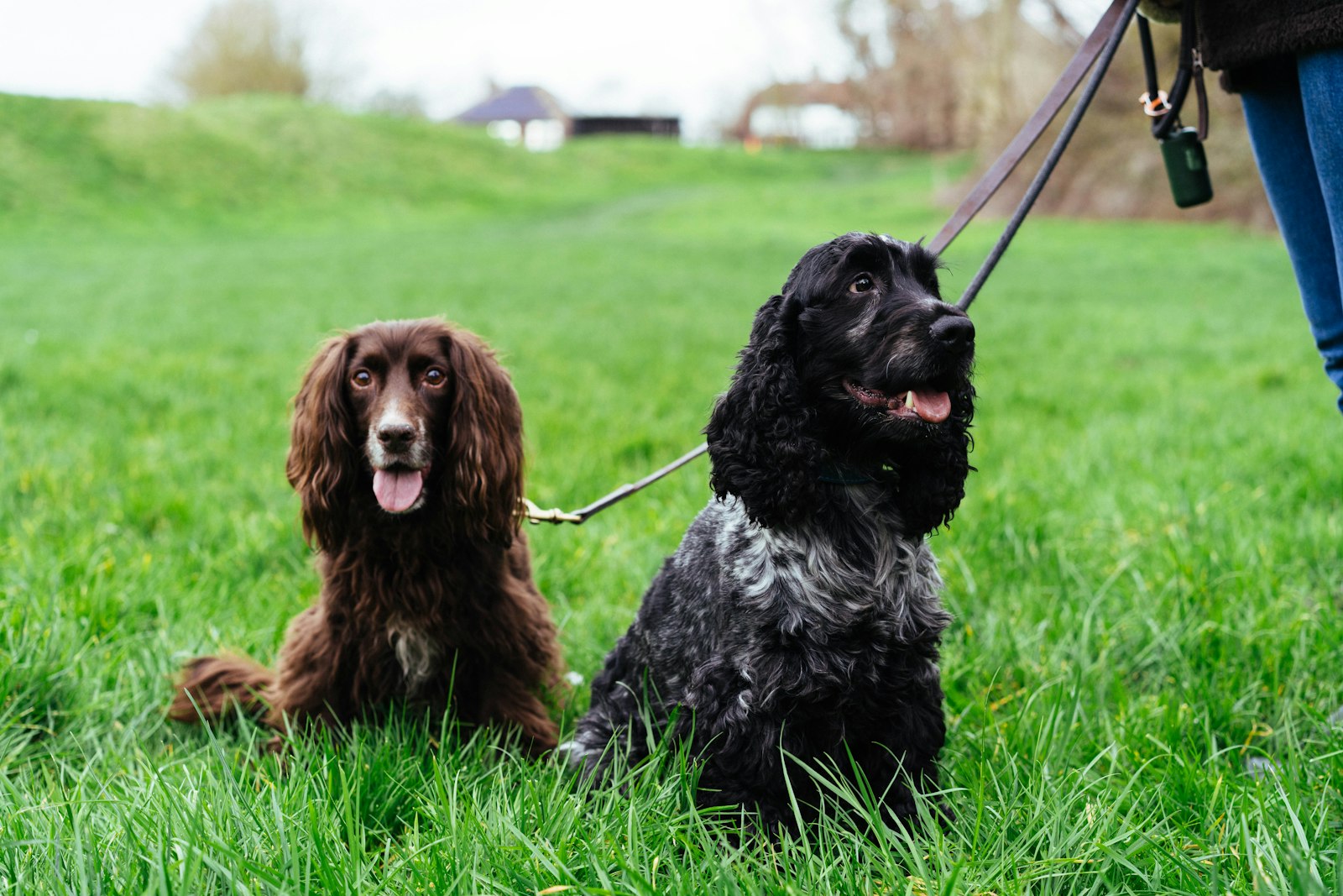 Can Older Dogs Benefit From Dog Daycare? A Practical Guide for Fremont Dog Owners